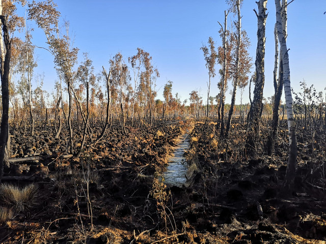 Blick auf einen Teil des ausgebrannten Waldmoores im Amt Plessa.