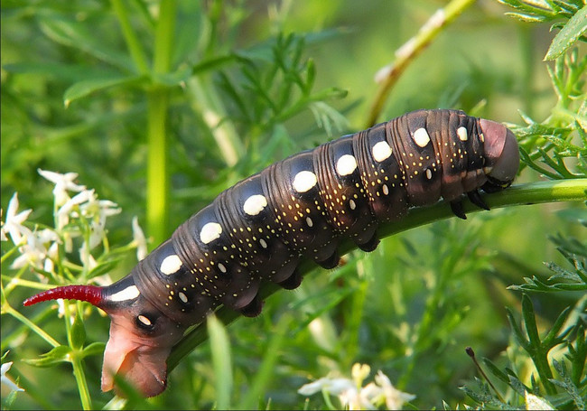 Klick öffnet Bildbetrachter; Raupe