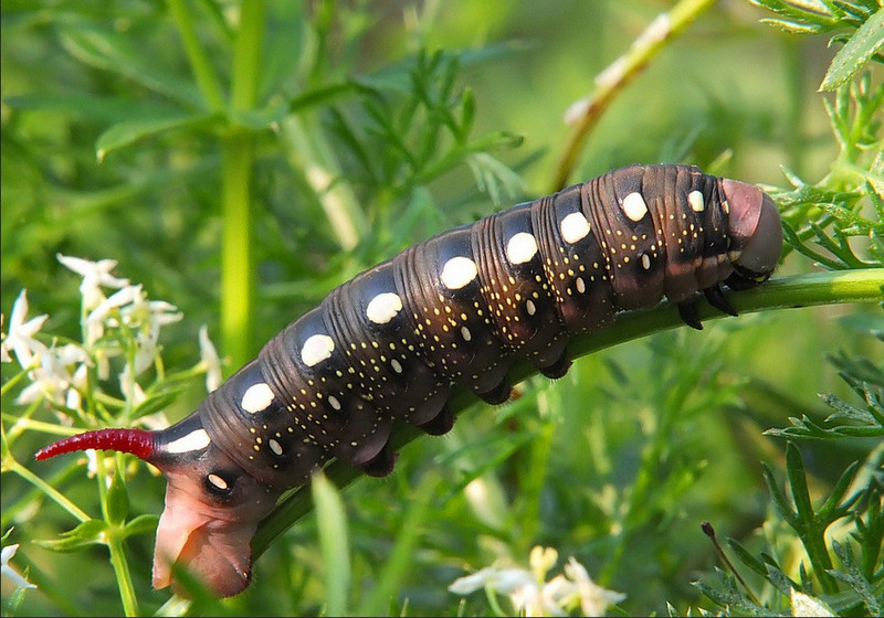 Klick öffnet Bildbetrachter; Raupe