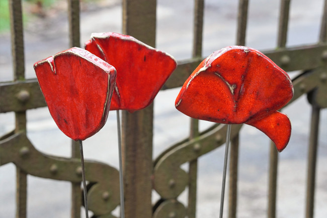 Klick öffnet Bildbetrachter; Mohnblüten