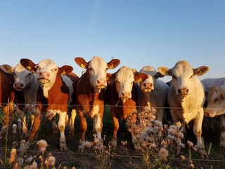 Über das Futterzukaufprogramm stellt das Land finanzielle Mittel bereit, um landwirtschaftliche Betriebe bei der Futtermittelbeschaffung zu unterstützen,  ©Caterina Rönnert
