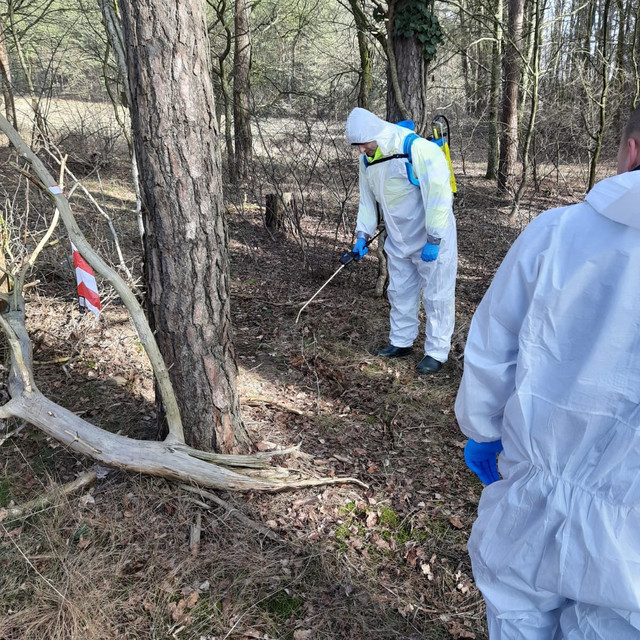 Zwei Personen in weißen Schutzanzügen üben die Desinfektion eines möglichen Fundortes in einem Waldstück.