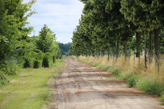 Blick auf den zukünftigen Radweg, der links und rechts von Bäumen begleitet wird.