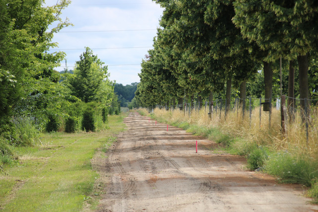 Blick auf den zukünftigen Radweg, der links und rechts von Bäumen begleitet wird.