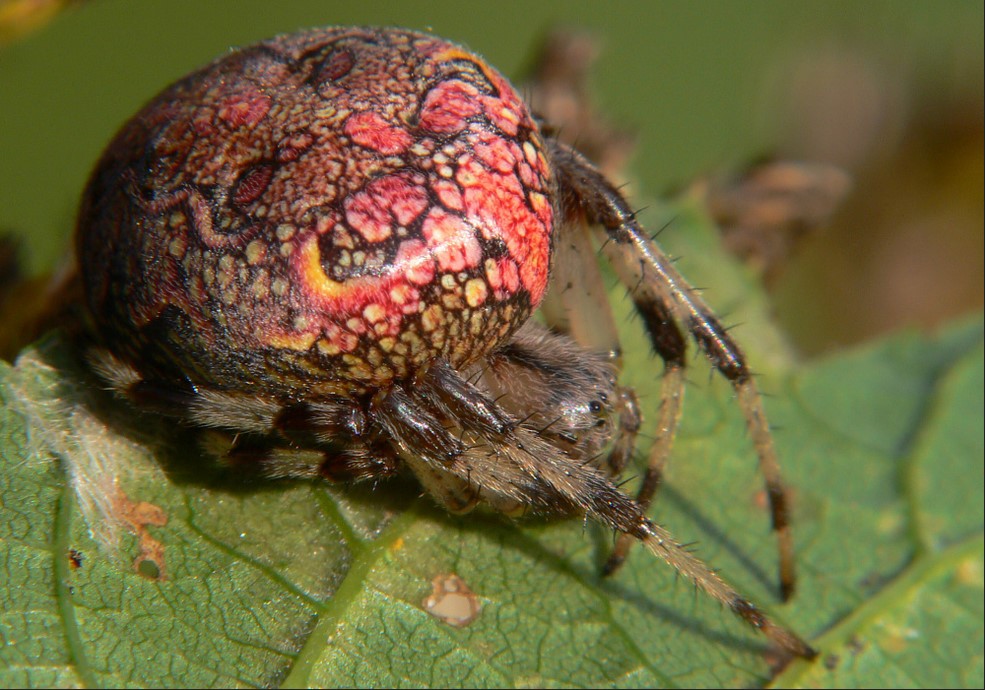 Klick öffnet Bildbetrachter; Spinne