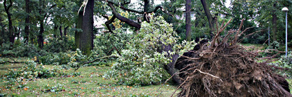 Entwurzelte Bäume im Fontanepark vor der Kreisverwaltung in Rathenow, ©Landkreis