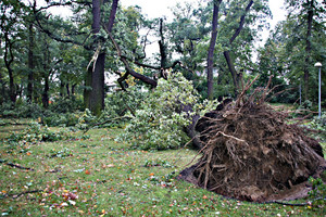 Entwurzelte Bäume im Fontanepark vor der Kreisverwaltung in Rathenow, ©Landkreis
