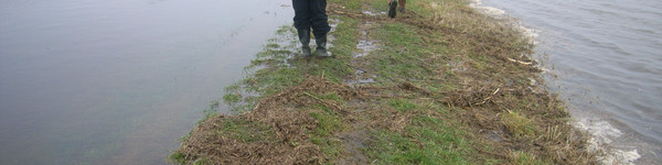 Der Deich am Mühlenrhin, kurz vor der gebrochenen <br />Stelle. Auch hier droht das Überfließen.