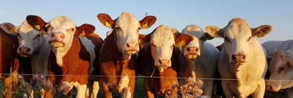 Über das Futterzukaufprogramm stellt das Land finanzielle Mittel bereit, um landwirtschaftliche Betriebe bei der Futtermittelbeschaffung zu unterstützen, ©Caterina Rönnert