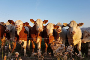 Über das Futterzukaufprogramm stellt das Land finanzielle Mittel bereit, um landwirtschaftliche Betriebe bei der Futtermittelbeschaffung zu unterstützen, ©Caterina Rönnert