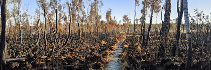 Blick auf einen Teil des ausgebrannten Waldmoores im Amt Plessa.