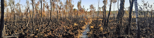 Blick auf einen Teil des ausgebrannten Waldmoores im Amt Plessa.