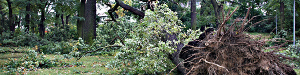 Entwurzelte Bäume im Fontanepark vor der Kreisverwaltung in Rathenow, ©Landkreis