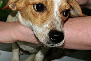 Zelli wartet im Tierheim Rathenow auf einen tierlieben neuen Besitzer