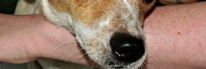 Zelli wartet im Tierheim Rathenow auf einen tierlieben neuen Besitzer