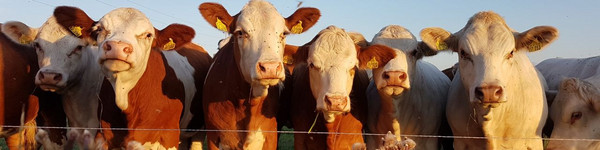 Über das Futterzukaufprogramm stellt das Land finanzielle Mittel bereit, um landwirtschaftliche Betriebe bei der Futtermittelbeschaffung zu unterstützen, ©Caterina Rönnert