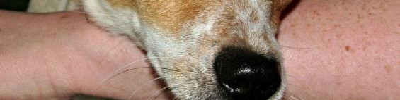 Zelli wartet im Tierheim Rathenow auf einen tierlieben neuen Besitzer