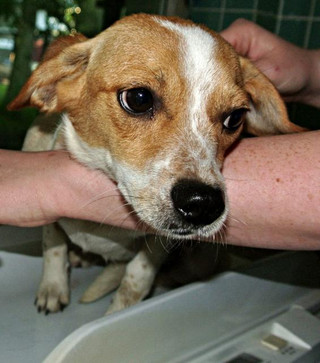 Zelli wartet im Tierheim Rathenow auf einen tierlieben neuen Besitzer